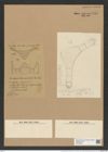 Eunotogramma weissii var. productum Grove e St. (de-Toni-Nr.: Genus 128, Species 3564) Zeichnungen Sammlung Grunow Nr. 7051 (NHMW-BOT-W0375986)